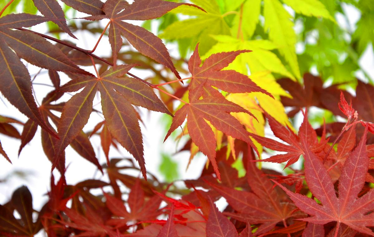 Set van 4 Japanse Esdoorns (25 - 30 cm)