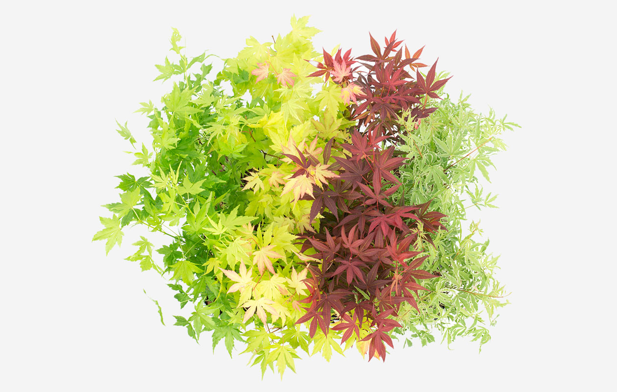 Set van 4 Japanse Esdoorns (25 - 30 cm)