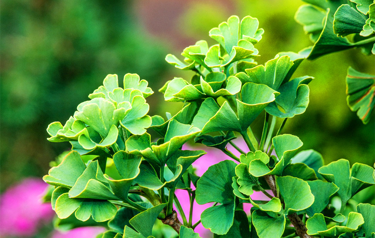 Lot de 2 Ginkgo biloba de 50 - 60 cm 