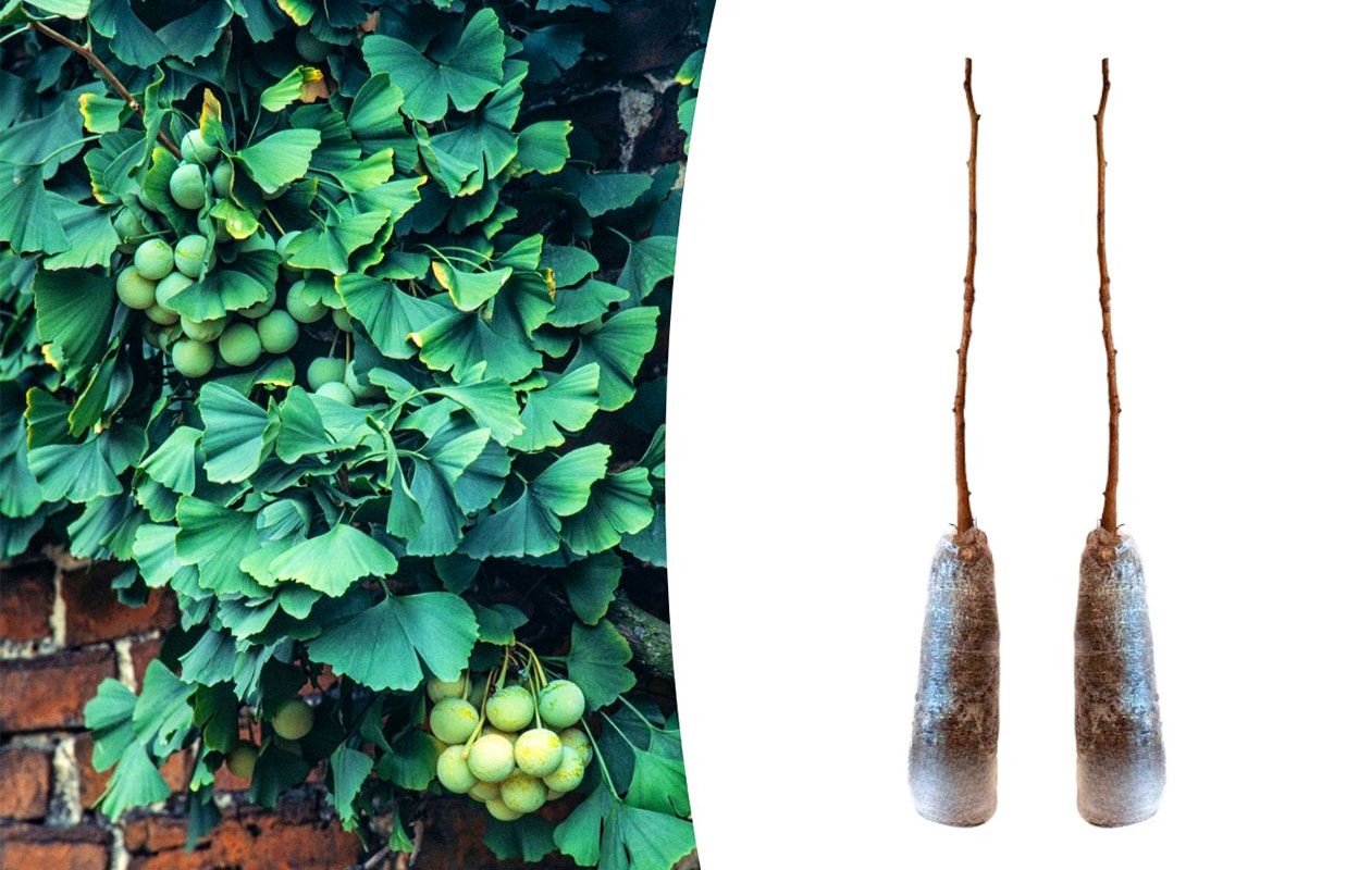 Lot de 2 Ginkgo biloba de 50 - 60 cm 