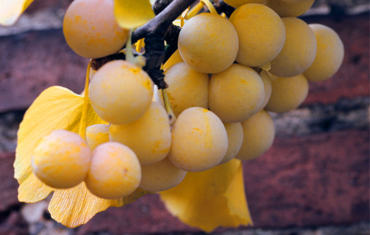 Lot de 2 Ginkgo biloba de 50 - 60 cm 