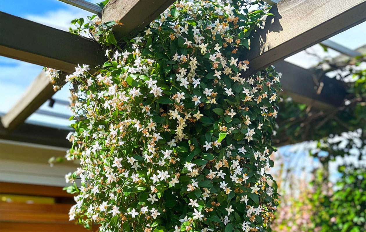  XL Jasmijn op stok 110 - 120 cm - set van 2