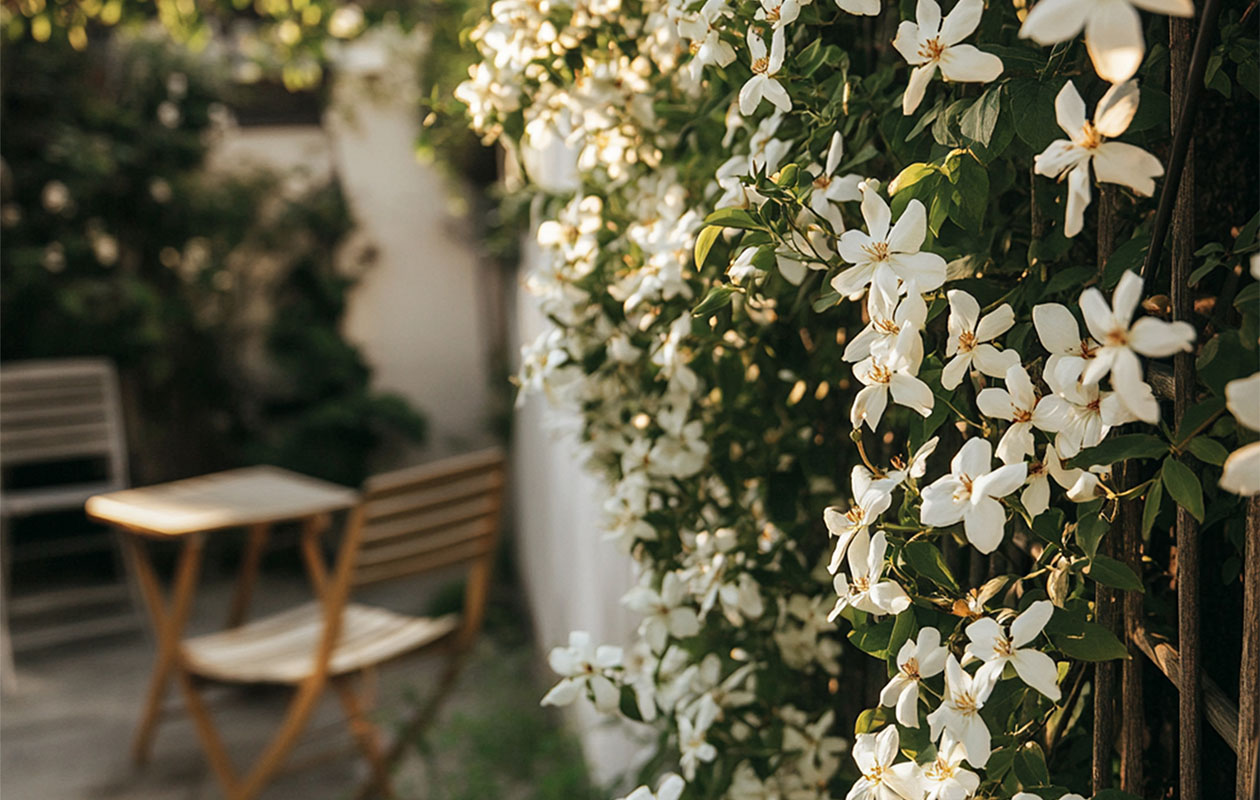  XL Jasmijn op stok 110 - 120 cm - set van 2