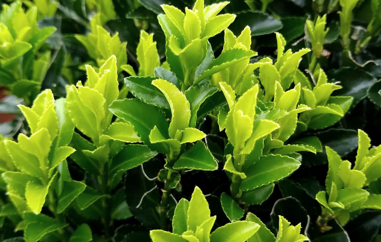 Set van 6 Euonymus Japonica Green Spire 