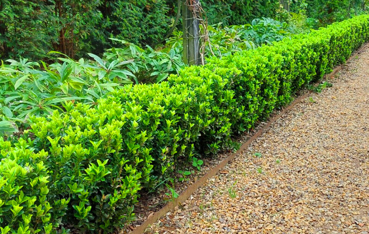 Set van 6 Euonymus Japonica Green Spire 