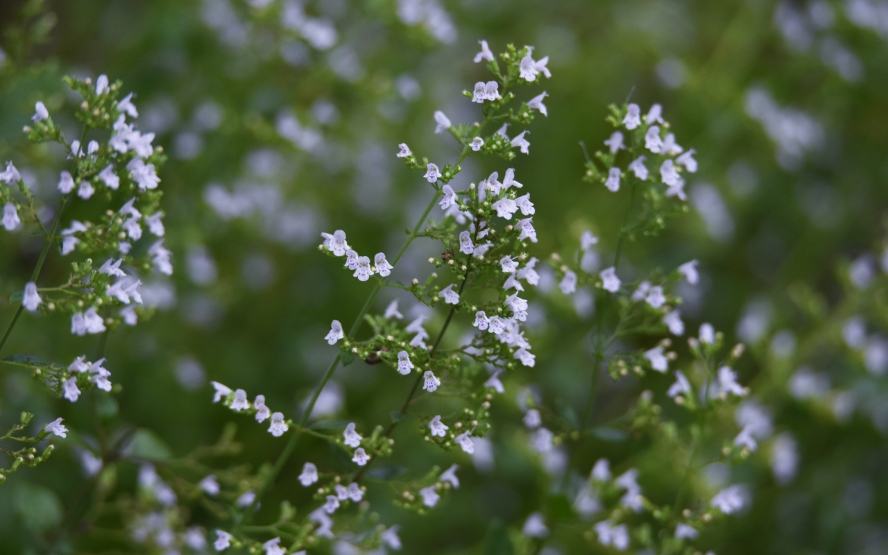 Kattenkruid (Nepeta faassenii) – 3 stuks (NatureNest)