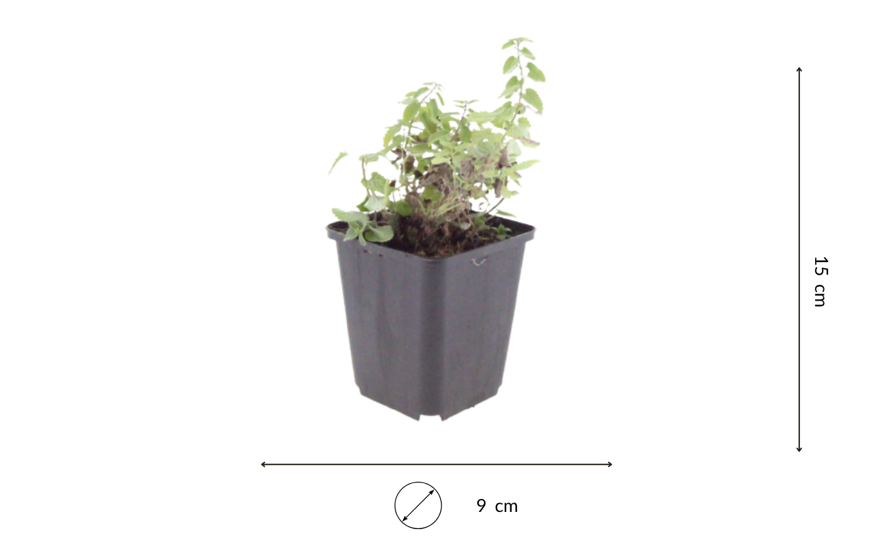 Kattenkruid (Nepeta faassenii) – 3 stuks (NatureNest)