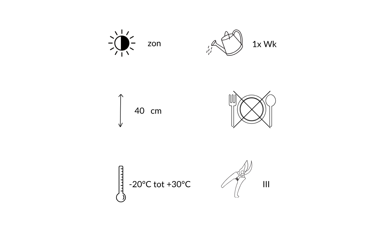 Kattenkruid (Nepeta faassenii) – 3 stuks (NatureNest)