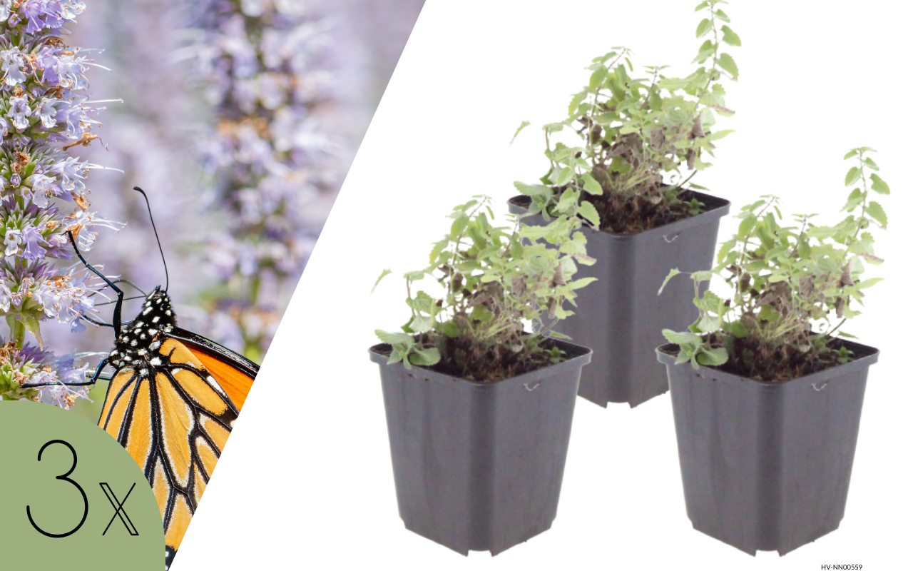 Kattenkruid (Nepeta faassenii) – 3 stuks (NatureNest)