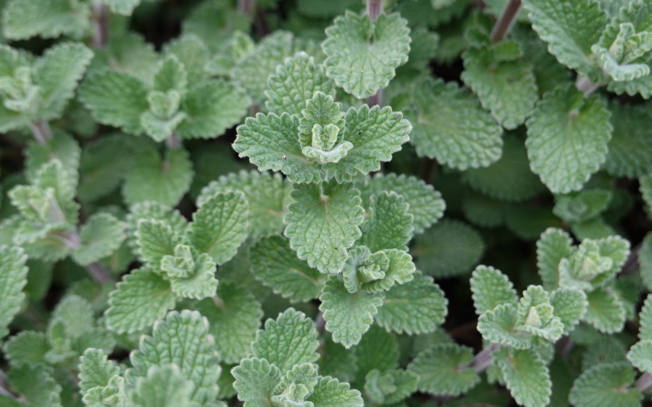 Kattenkruid (Nepeta faassenii) – 3 stuks (NatureNest)