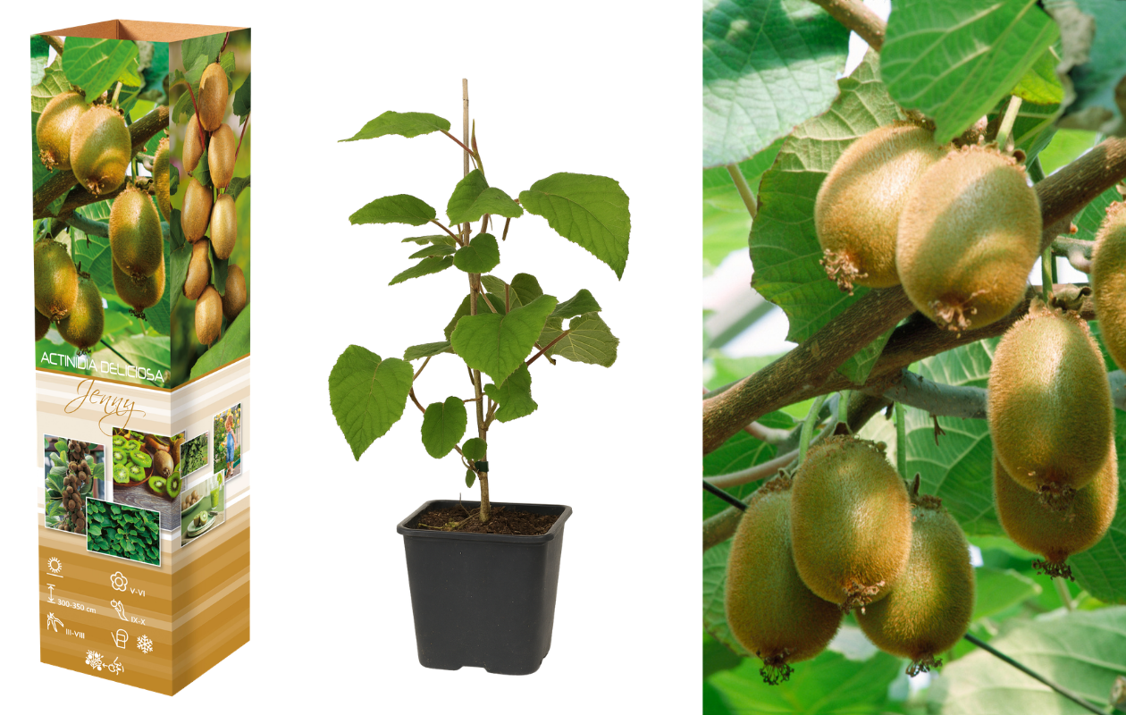 Kiwi planten 'Jenny' XXL - 3 stuks