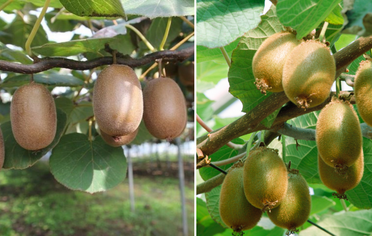 Kiwi planten 'Jenny' XXL - 3 stuks
