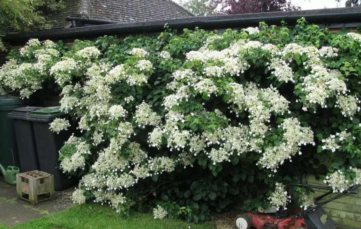 Hortensias grimpants - lot de 2