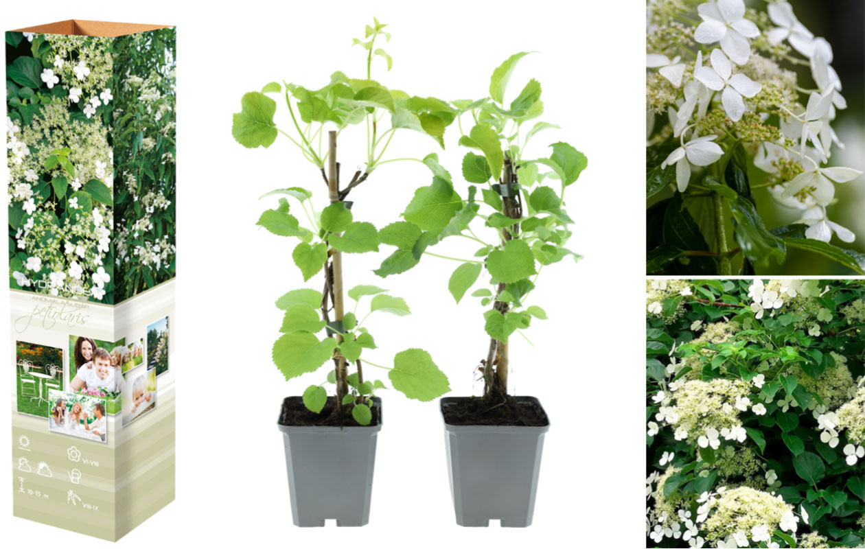 Hortensias grimpants - lot de 2
