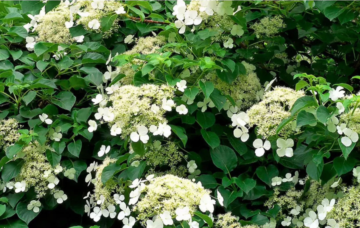 Hortensias grimpants - lot de 2