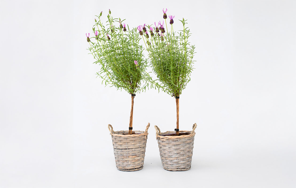 Set van 2 Lavendelboompjes op stam incl. mand (45 - 55 cm)