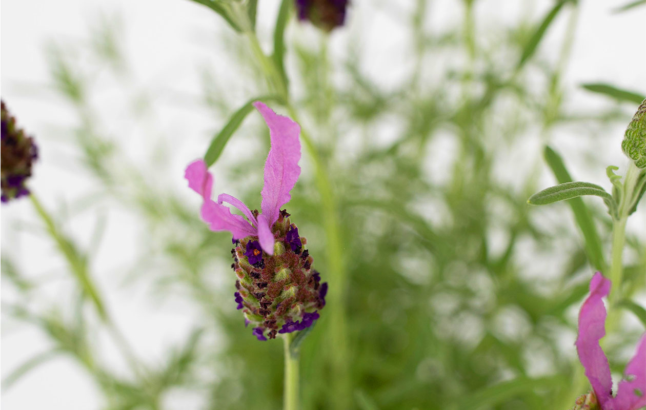 Set van 2 Lavendelboompjes op stam incl. mand (45 - 55 cm)