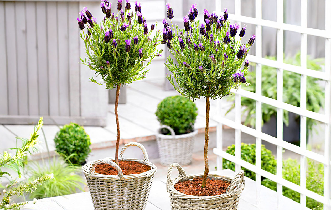 Set van 2 Lavendelboompjes op stam incl. mand (45 - 55 cm)