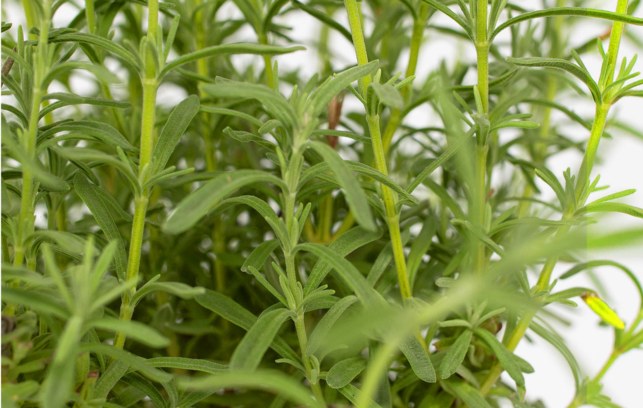 Set van 2 Lavendelboompjes op stam incl. mand (45 - 55 cm)