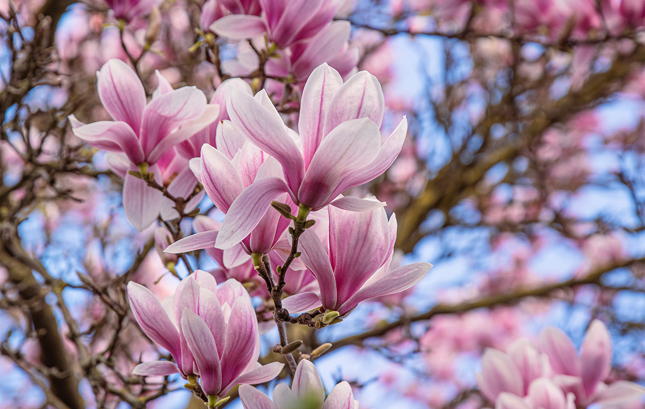 Magnolia Mix - Lot de 3 plantes de jardin