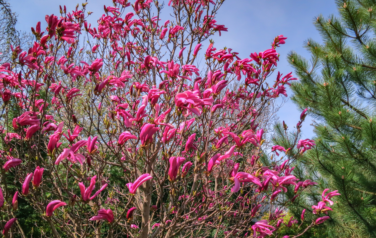 Magnolia Mix - Set van 3 tuinplanten