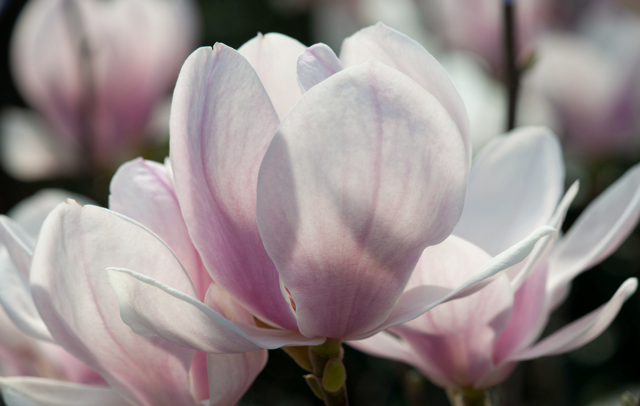 Magnolia Mix - Set van 3 tuinplanten