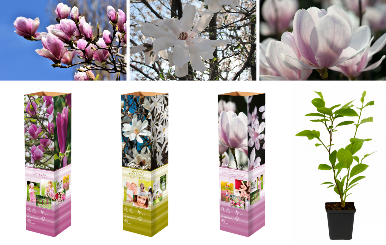 Magnolia Mix - Set van 3 tuinplanten