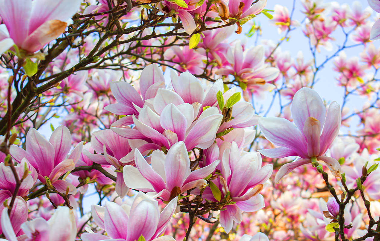 Set van 3 verschillende magnoliaplanten (30 - 38 cm)