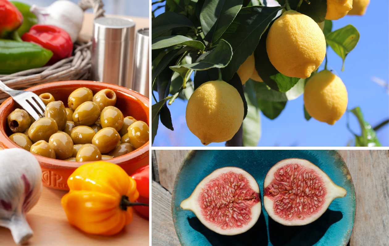 Ensemble de plantes méditerranéennes - 4 pièces