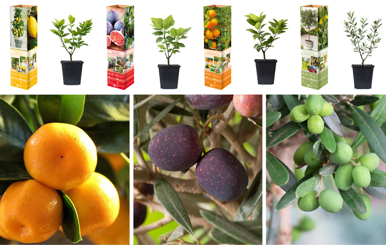 Ensemble de plantes méditerranéennes - 4 pièces