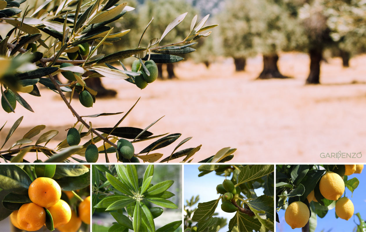Ensemble de plantes méditerranéennes - 4 pièces