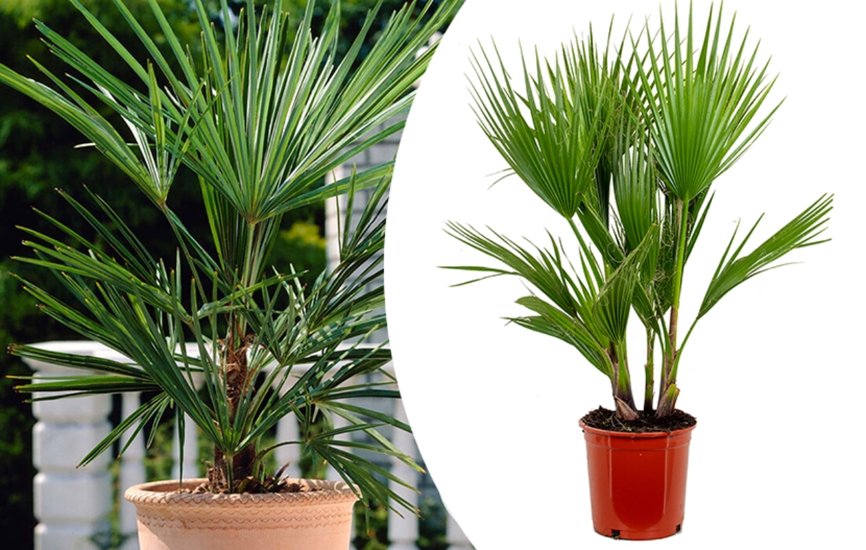 Grote Mexicaanse Waaierpalm 'Washingtonia Robusta' (80- 100 cm)