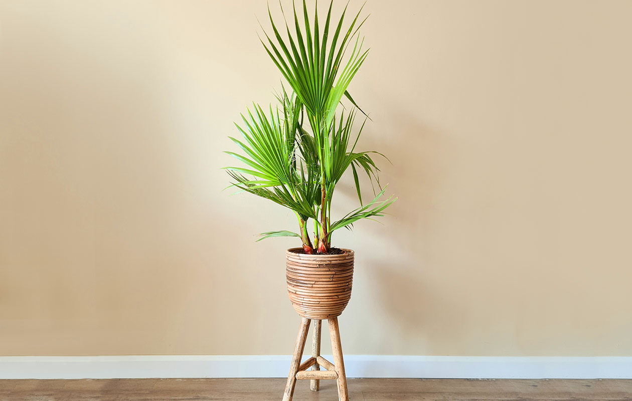 Grote Mexicaanse Waaierpalm 'Washingtonia Robusta' (80- 100 cm)