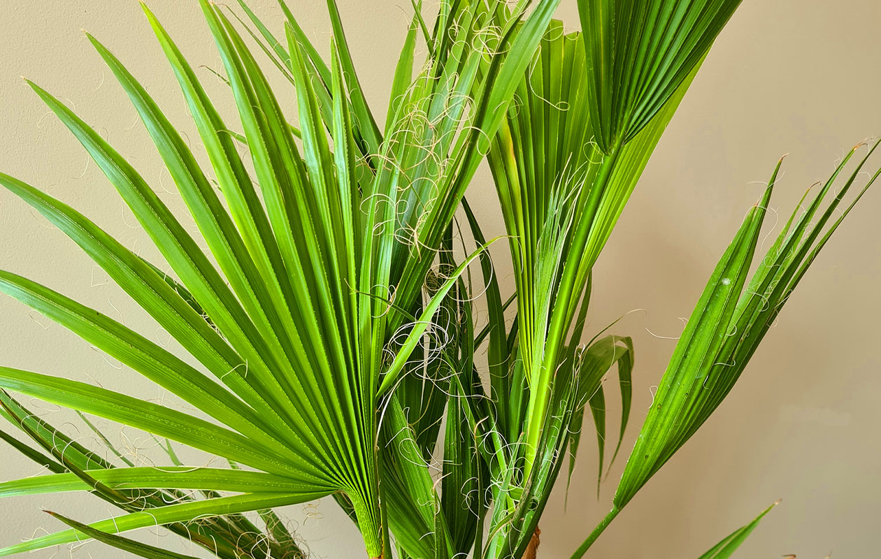 Grote Mexicaanse Waaierpalm 'Washingtonia Robusta' (80- 100 cm)
