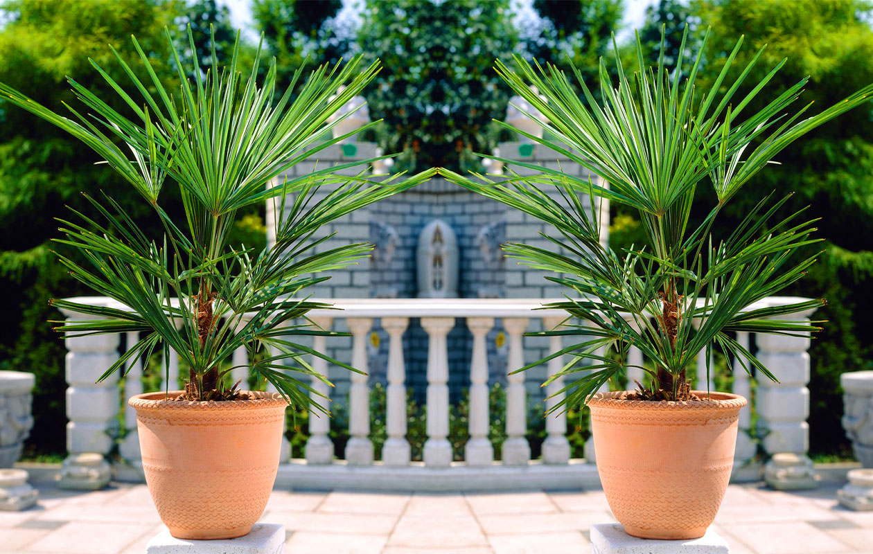 Grote Mexicaanse Waaierpalm 'Washingtonia Robusta' (80- 100 cm)