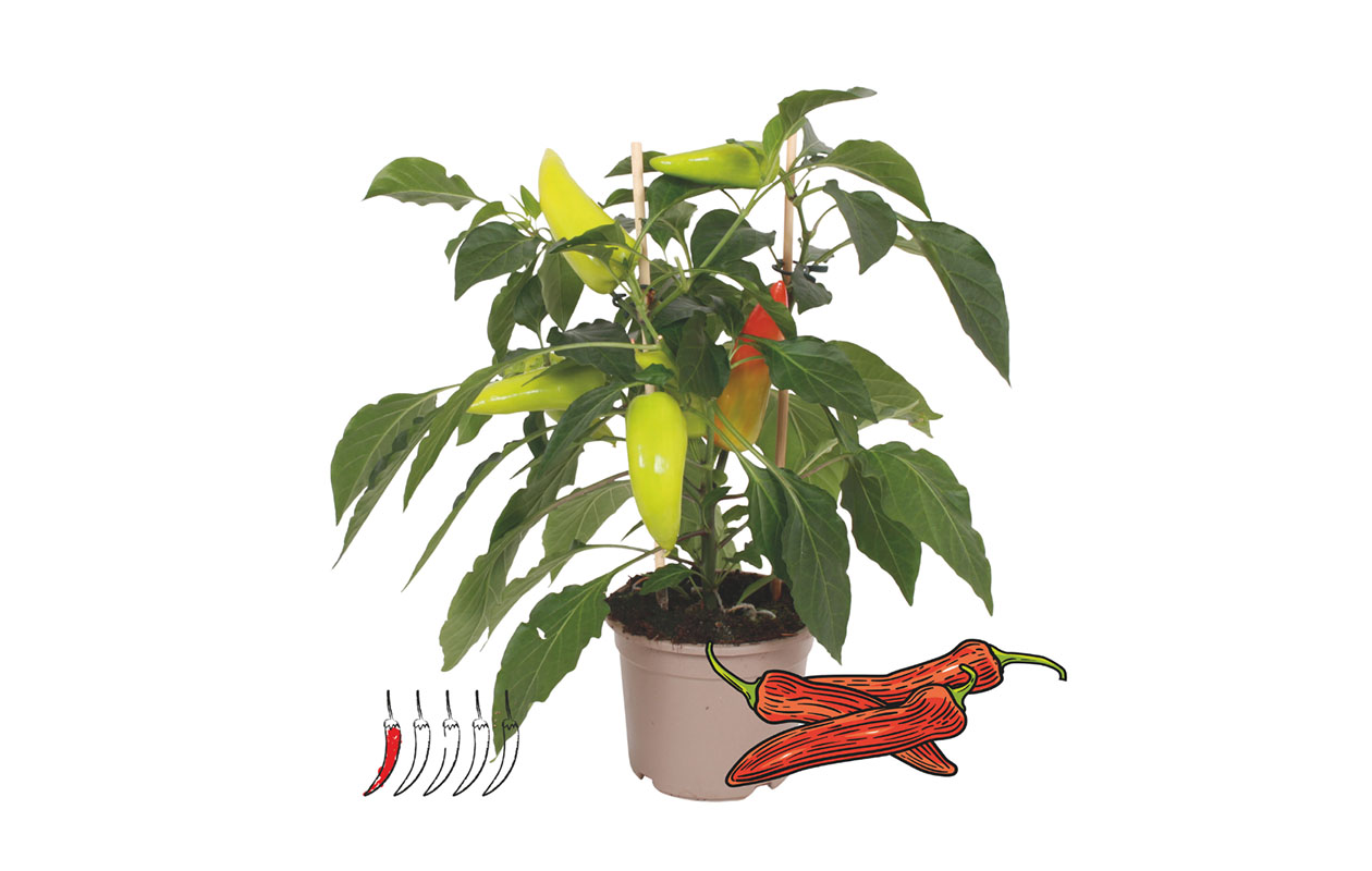 Chilipeperplant