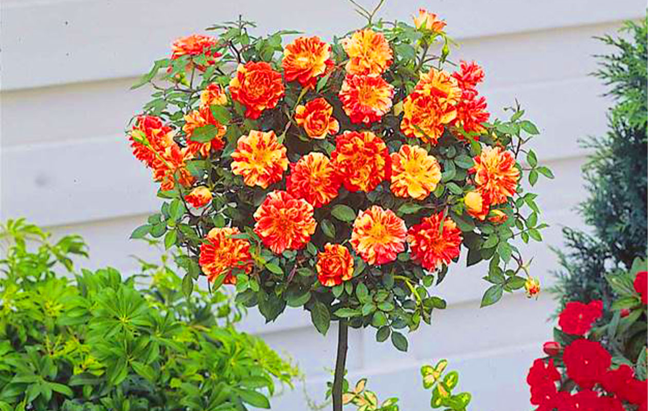 Set van 3 Mini Patio rozen (55 - 70 cm)