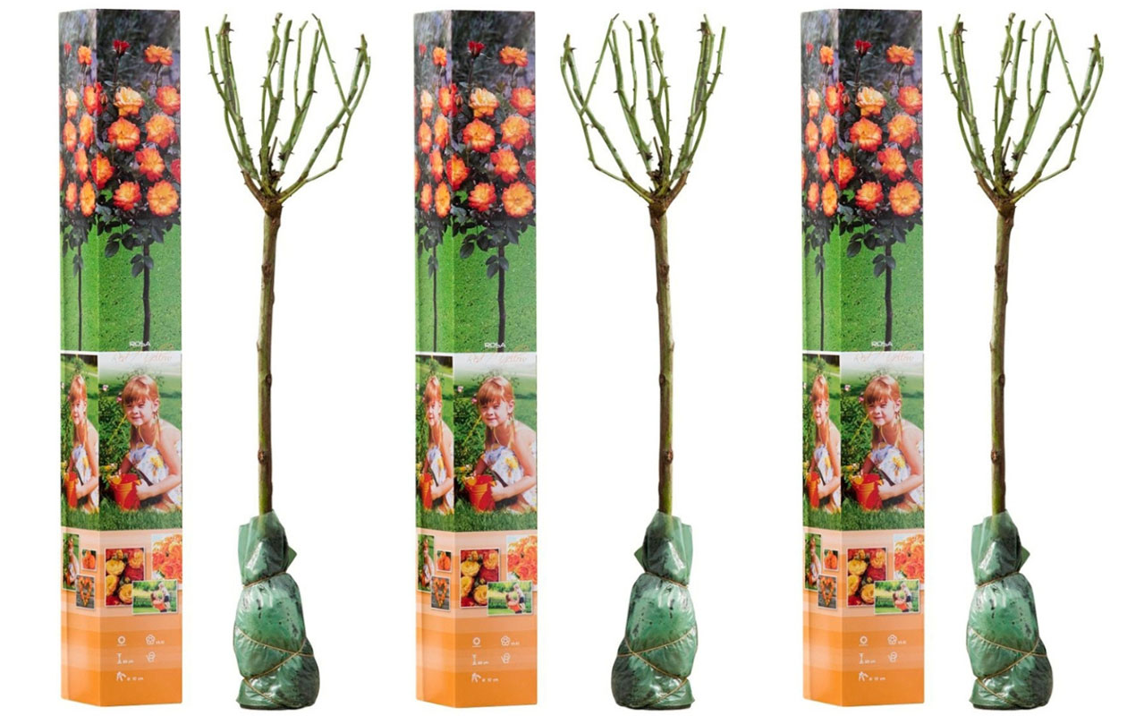 Set van 3 Mini Patio rozen (55 - 70 cm)