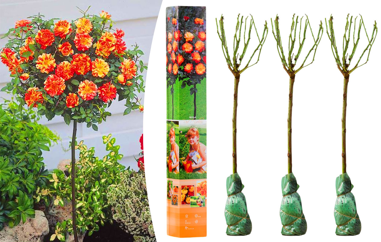 Set van 3 Mini Patio rozen (55 - 70 cm)