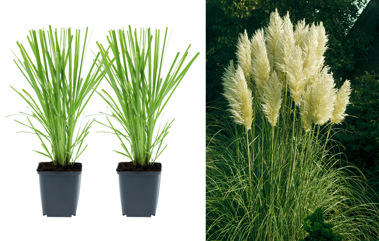 Pampasgras ‘Cortaderia selloana’ wit - 2 stuks