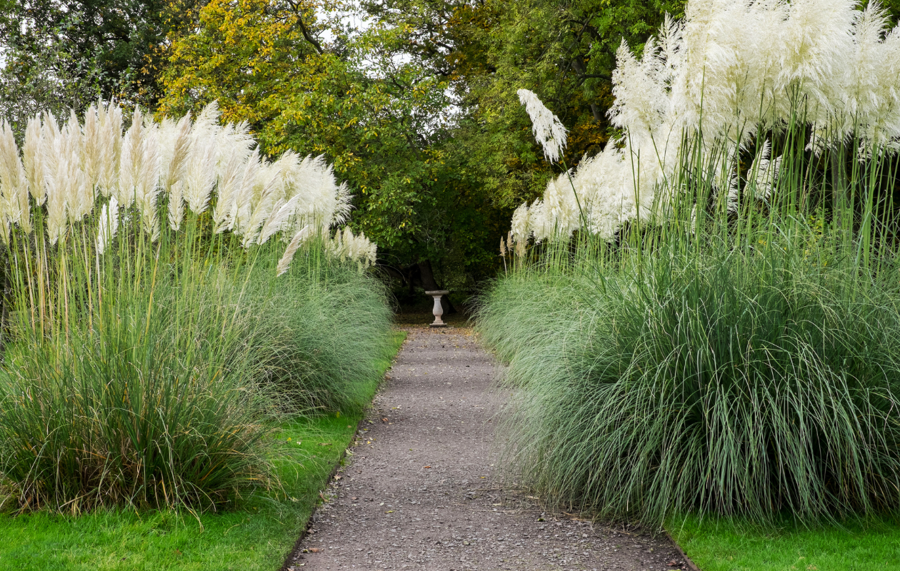 Pampasgras ‘Cortaderia selloana’ wit - 2 stuks