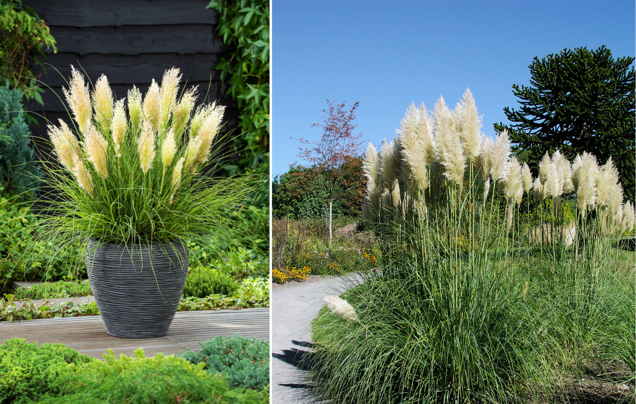 Pampasgras ‘Cortaderia selloana’ wit - 2 stuks