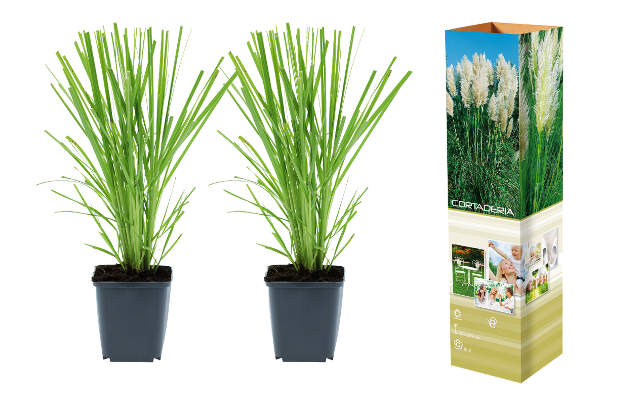 Pampasgras ‘Cortaderia selloana’ wit - 2 stuks