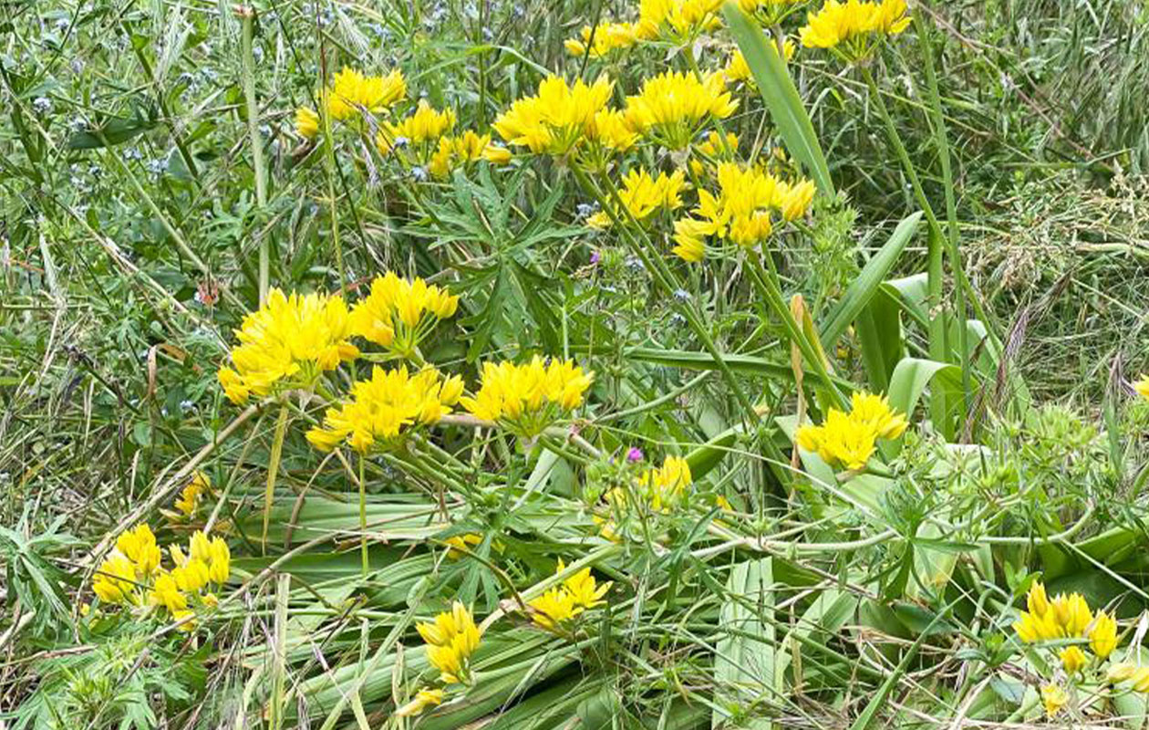 Mix van 200 Zomerbloeiende Bloembolllen 