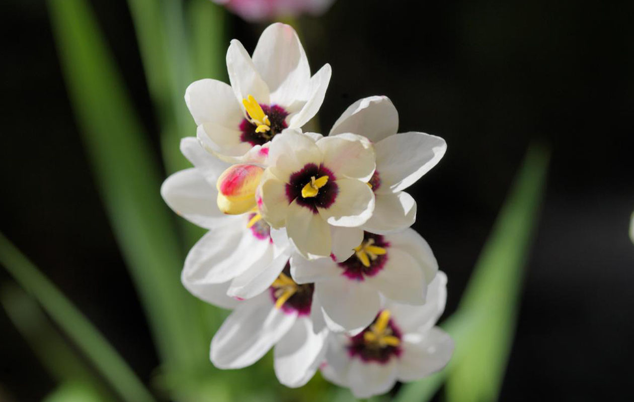 Mix van 200 Zomerbloeiende Bloembolllen 