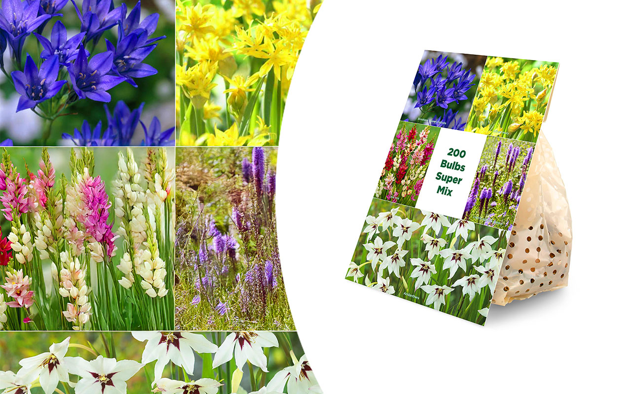 Mix van 200 Zomerbloeiende Bloembolllen 