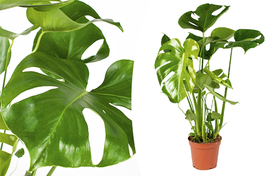 Monstera Deliciosa Gatenplant (60 - 70 cm)  