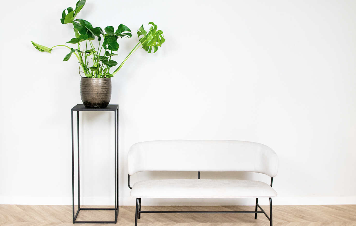 Monstera Deliciosa Gatenplant (60 - 70 cm)  