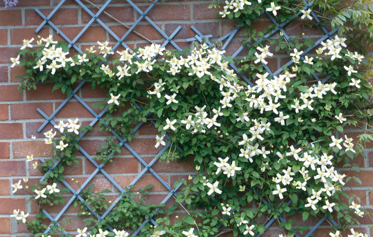 Montana Mix – 3 plantes grimpantes de différentes couleurs