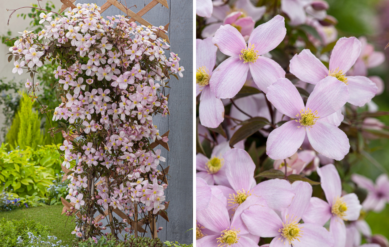 Montana Mix – 3 plantes grimpantes de différentes couleurs